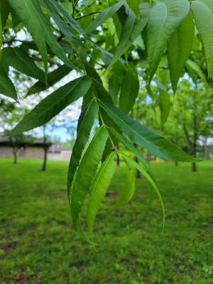 Pecan Leaf